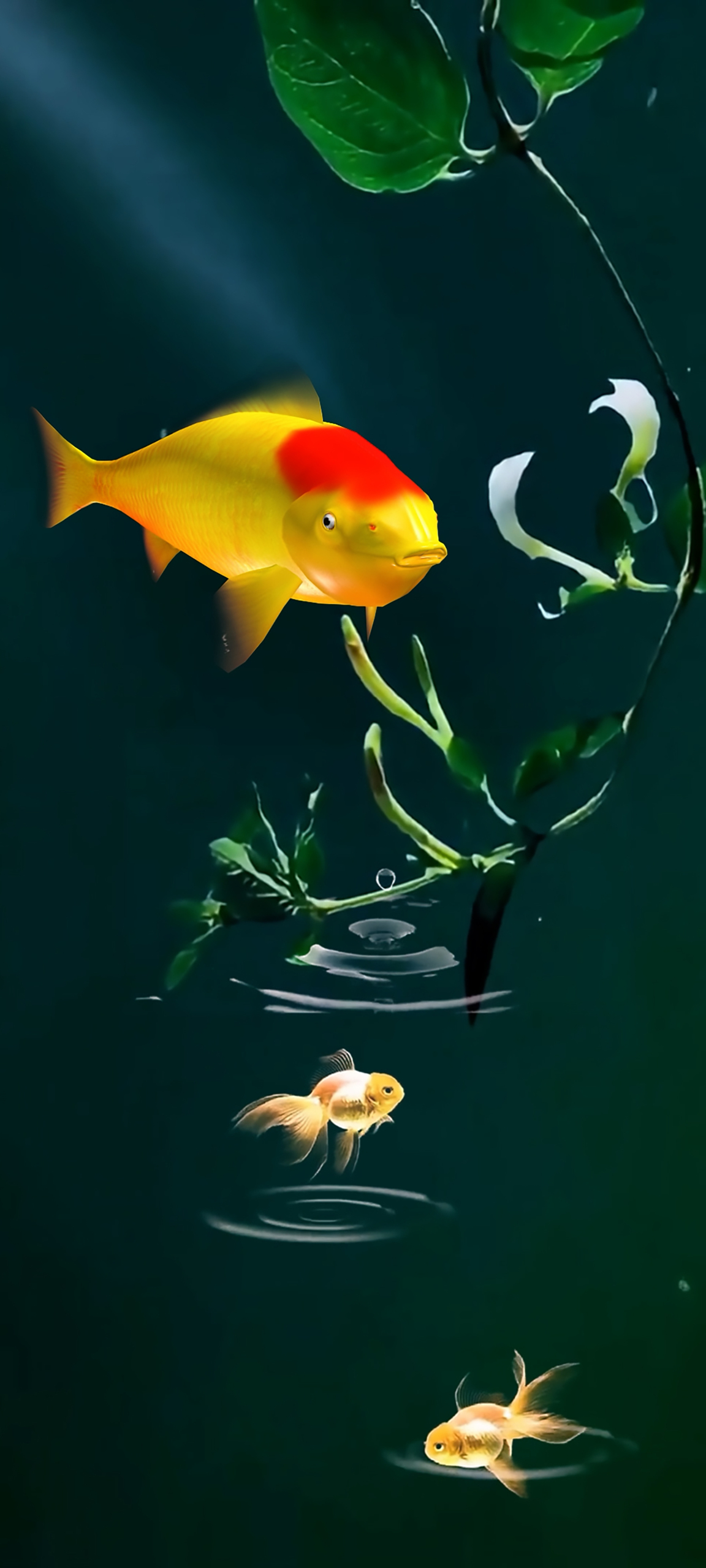 金魚 錦鯉 4K