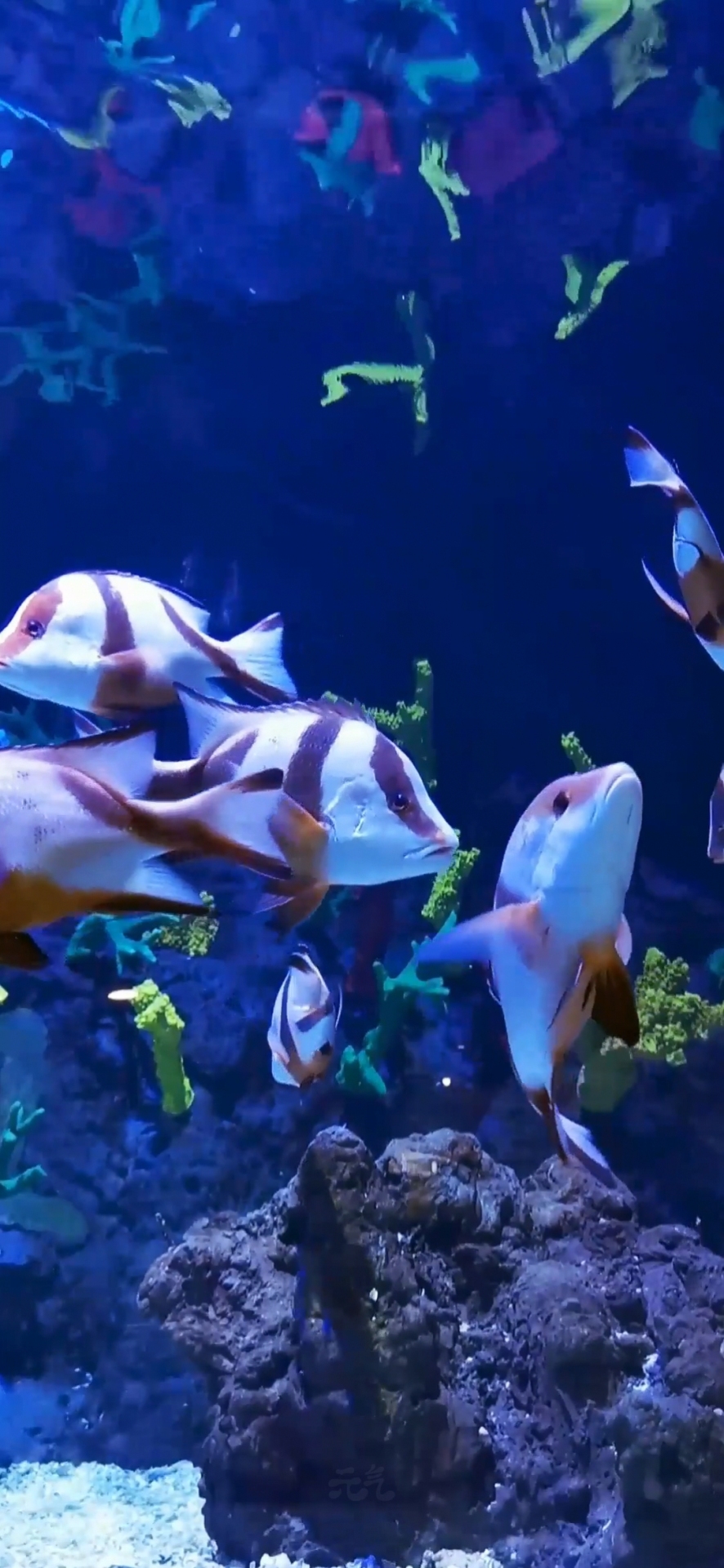 微信壁紙海底魚