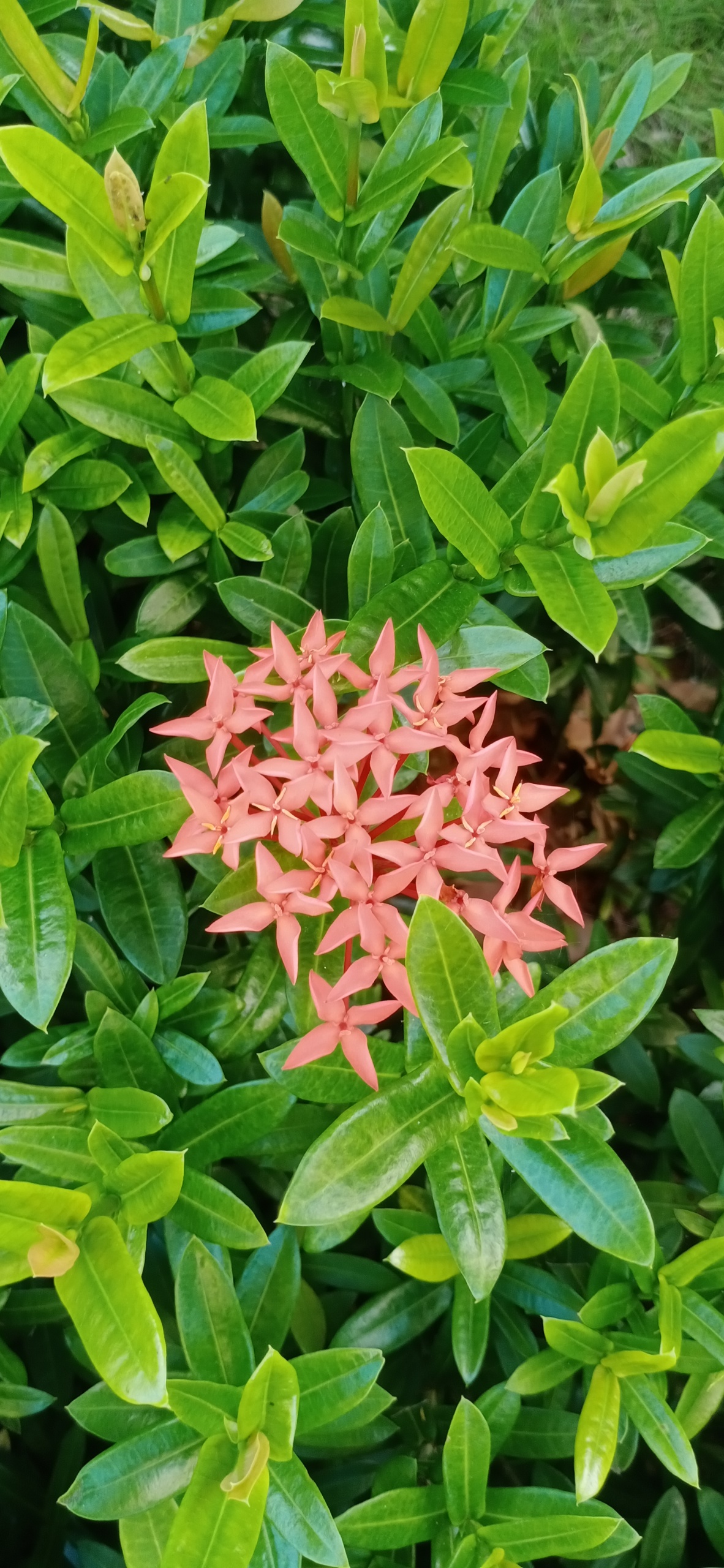 花花草草