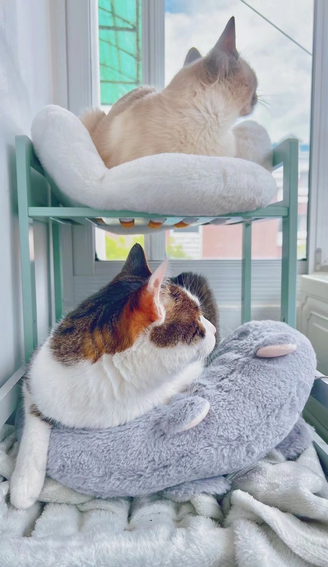 猫猫排排坐