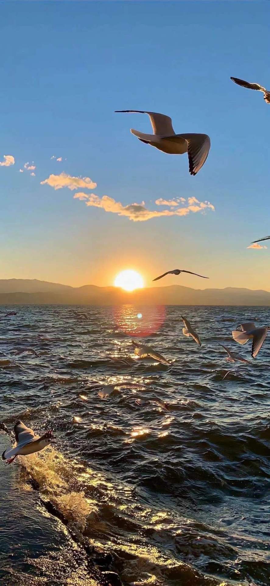 海鷗日出