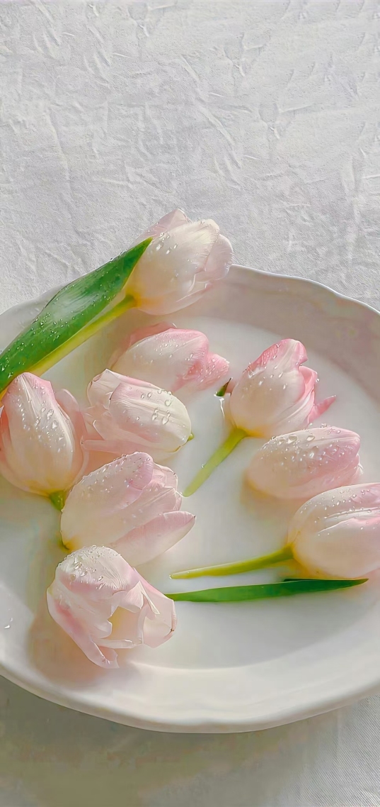 郁金花头