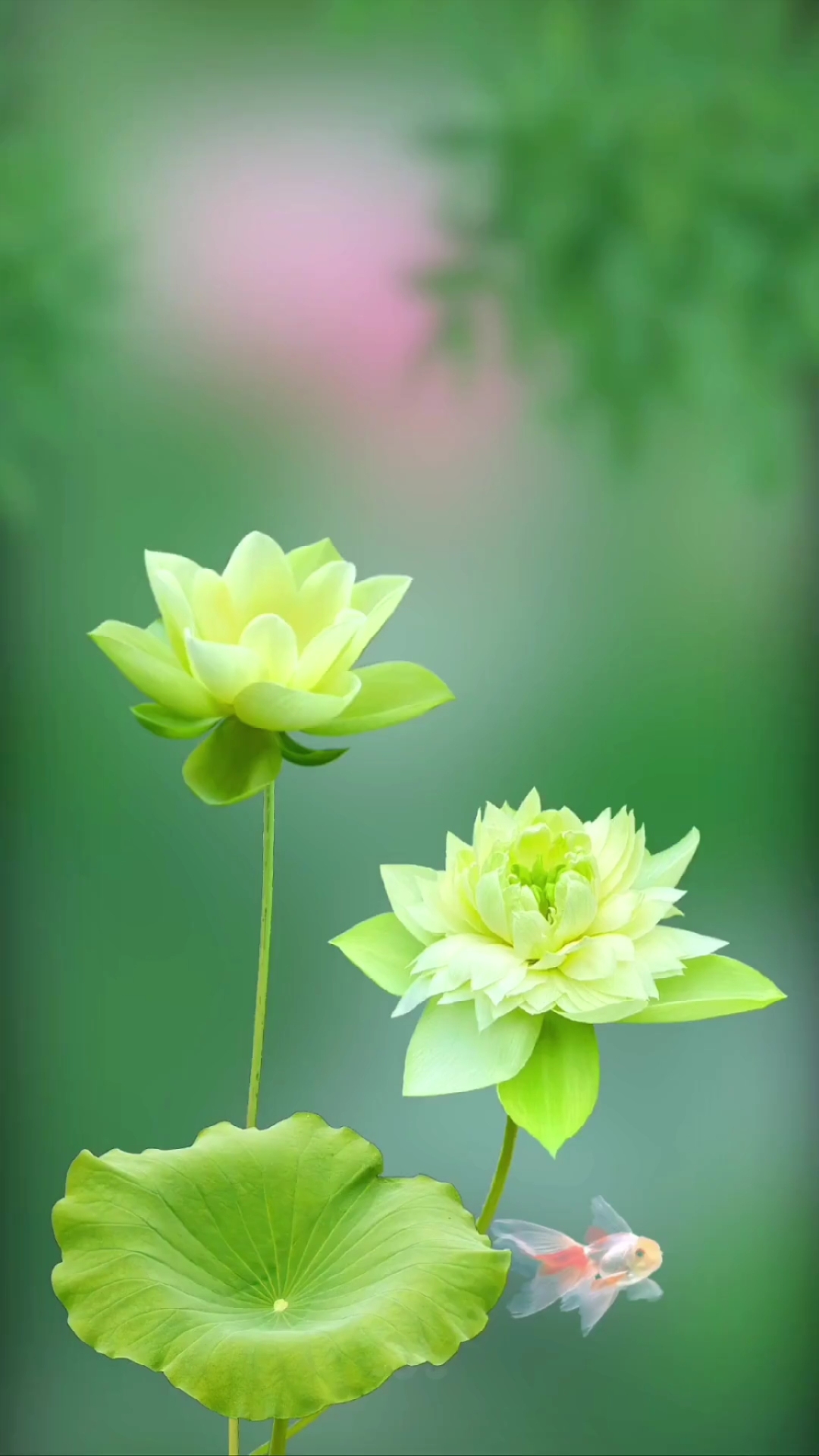 蓮蓮好運