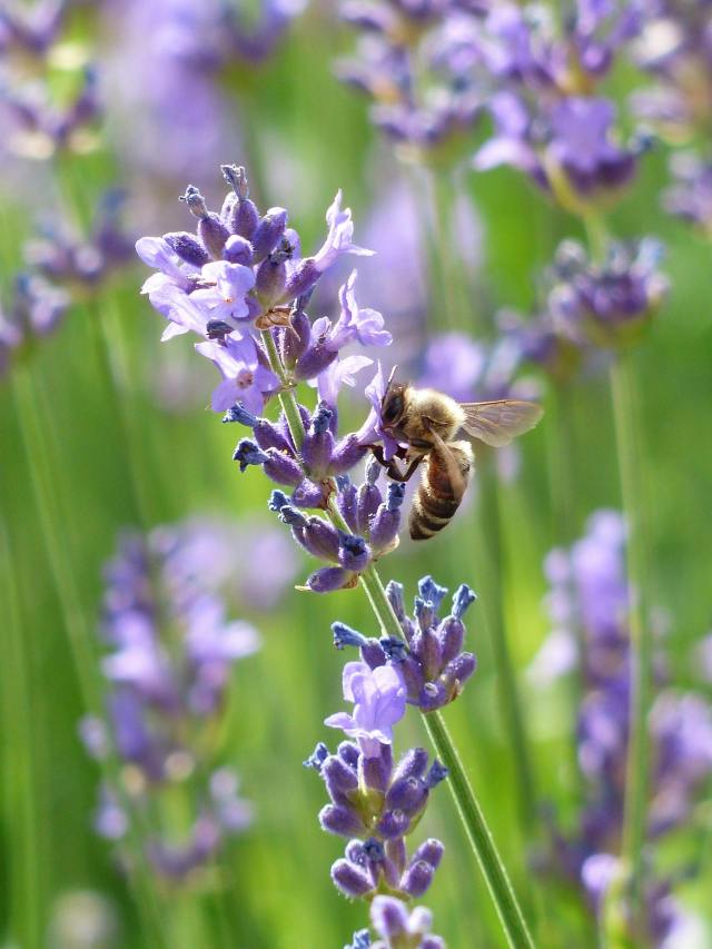 蜜蜂採花