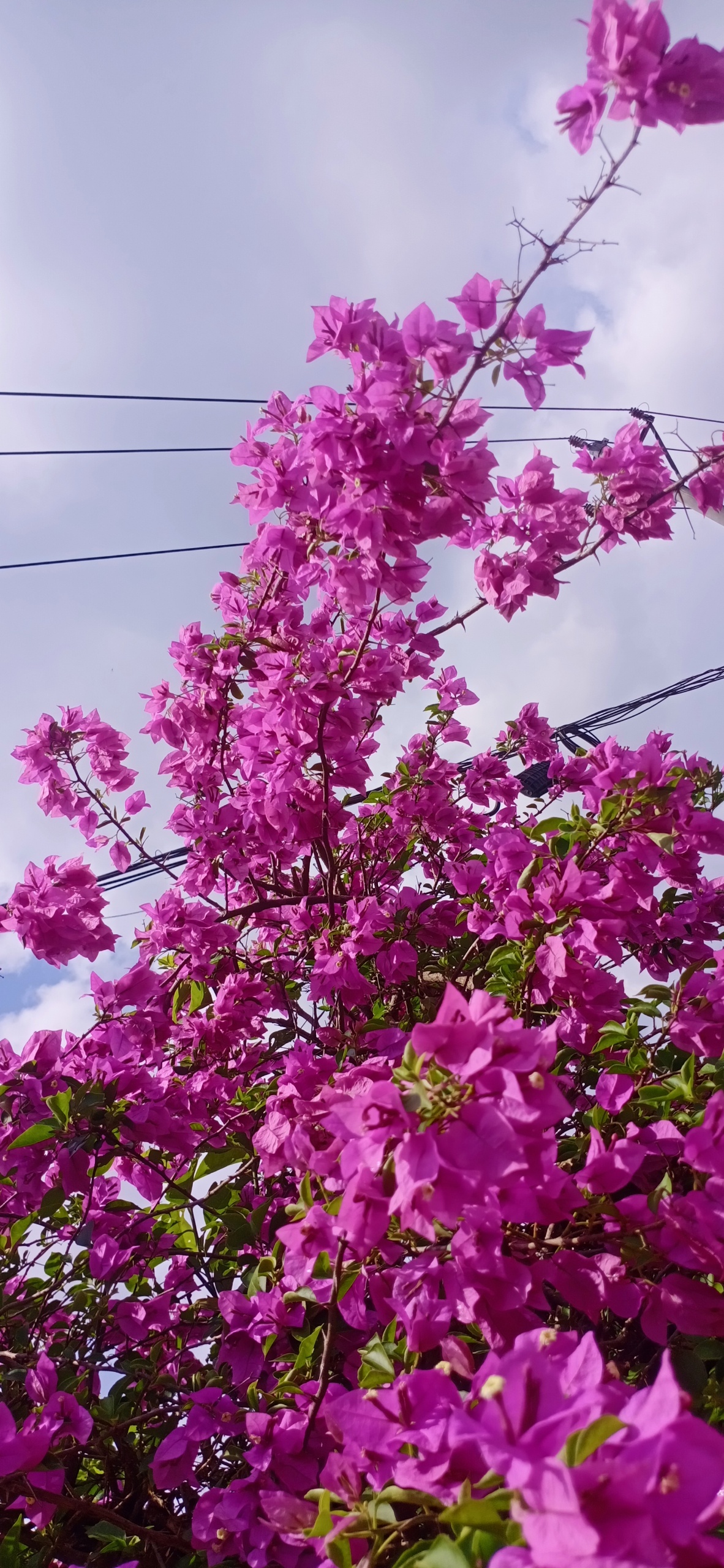 花景
