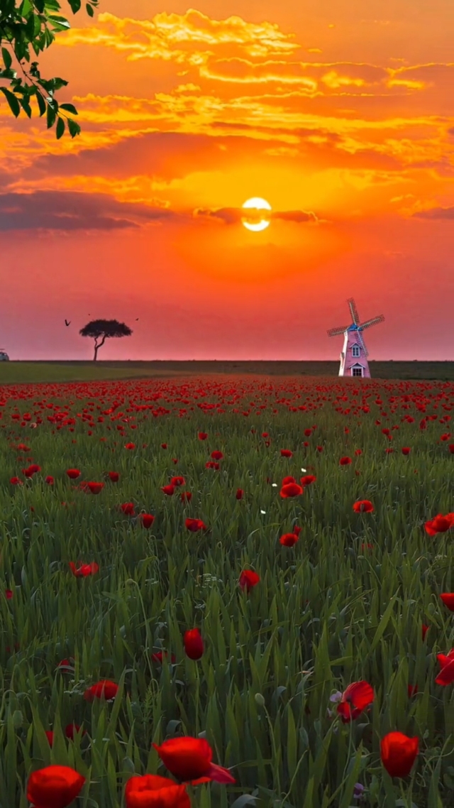 第8集 夕陽紅