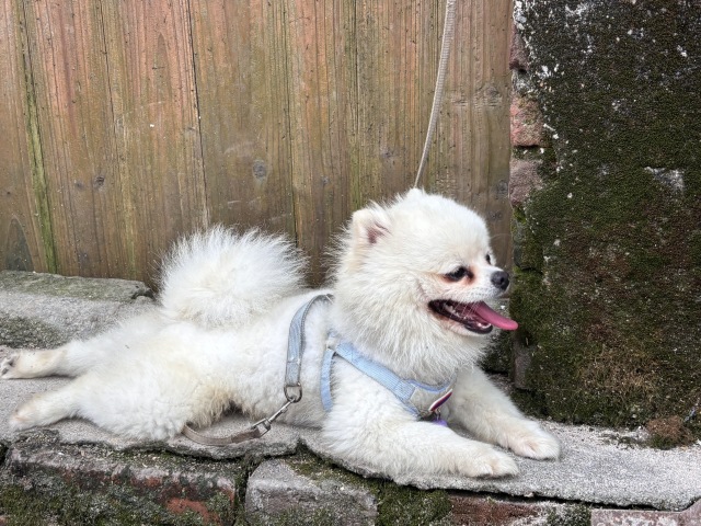 白狗子