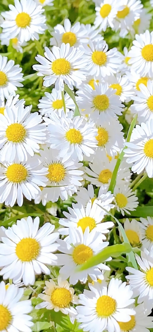 雏菊