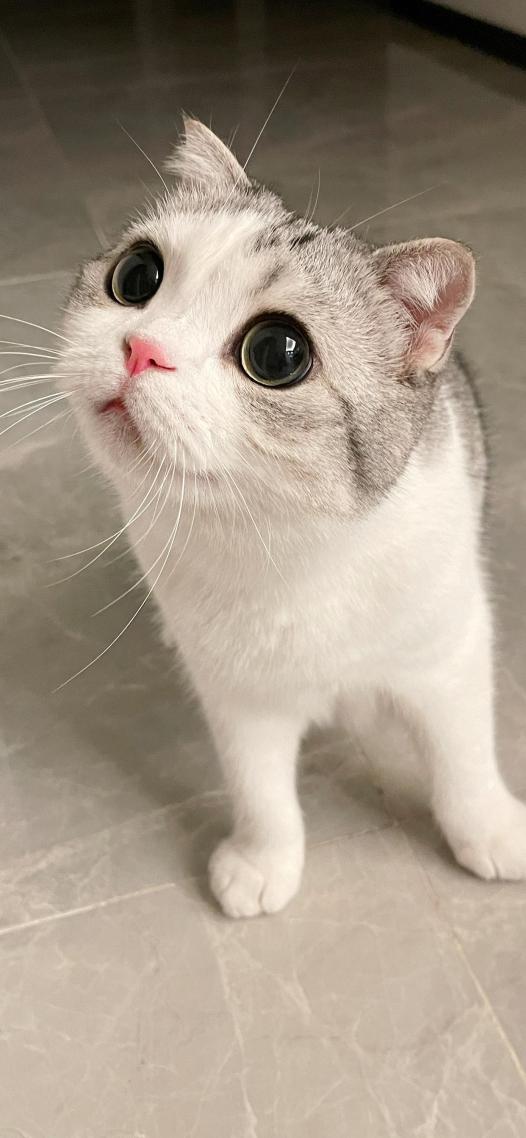 猫咪