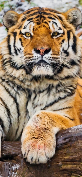 虎壁纸 虎手机壁纸 虎手机静态壁纸 元气壁纸 虎壁纸 虎手机壁纸 虎手机静态壁纸 元气壁纸