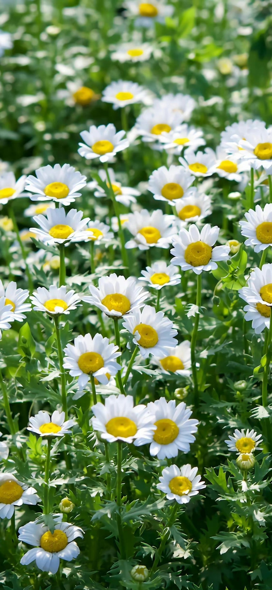 今日份綠菊