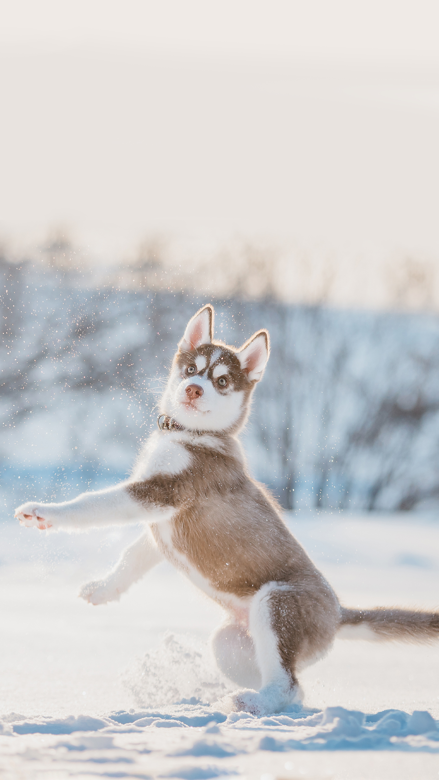 ~雪地二哈 動物 (2)