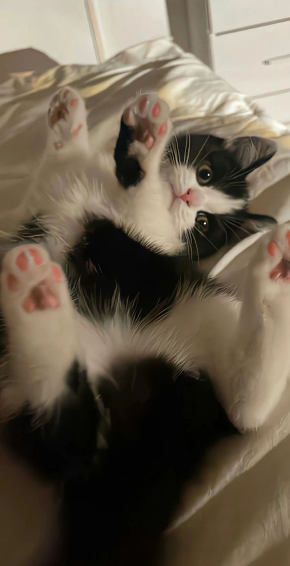 花猫