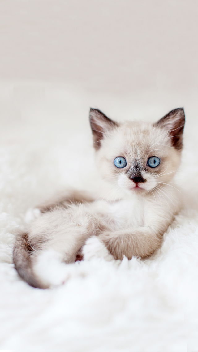 可爱的猫咪7~萌宠