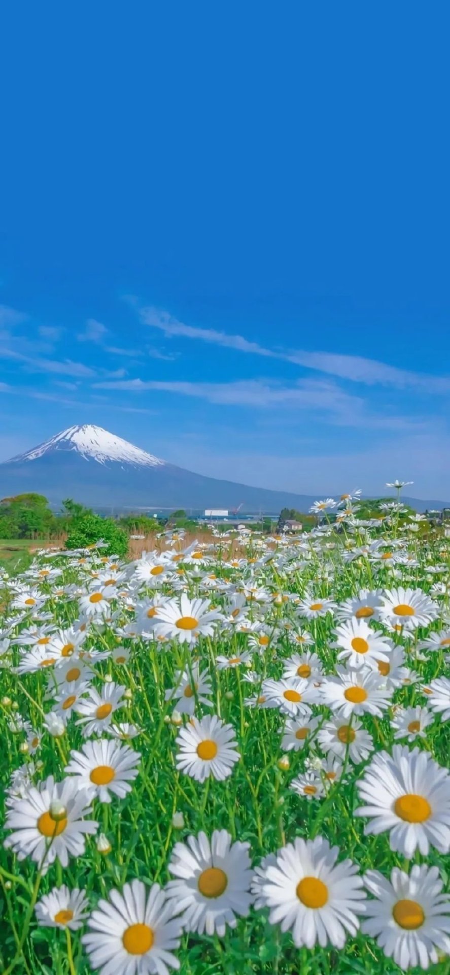 手机屏保壁纸Daisy