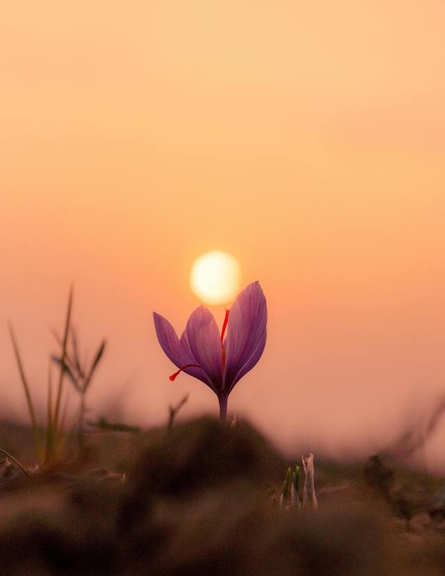 花朵上的夕陽