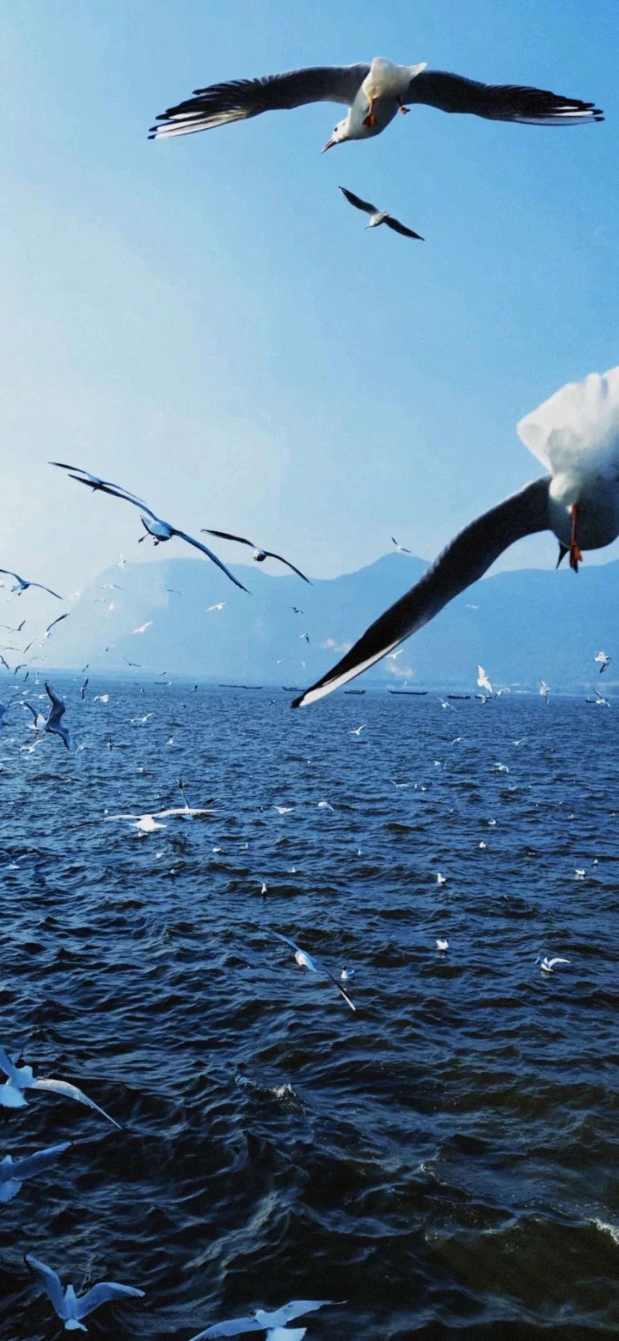 海鷗