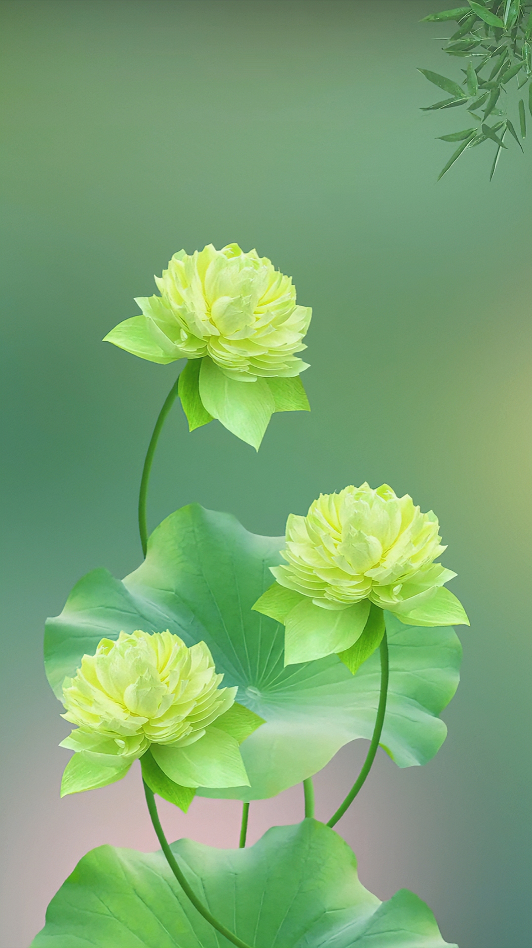 四葉菡萏