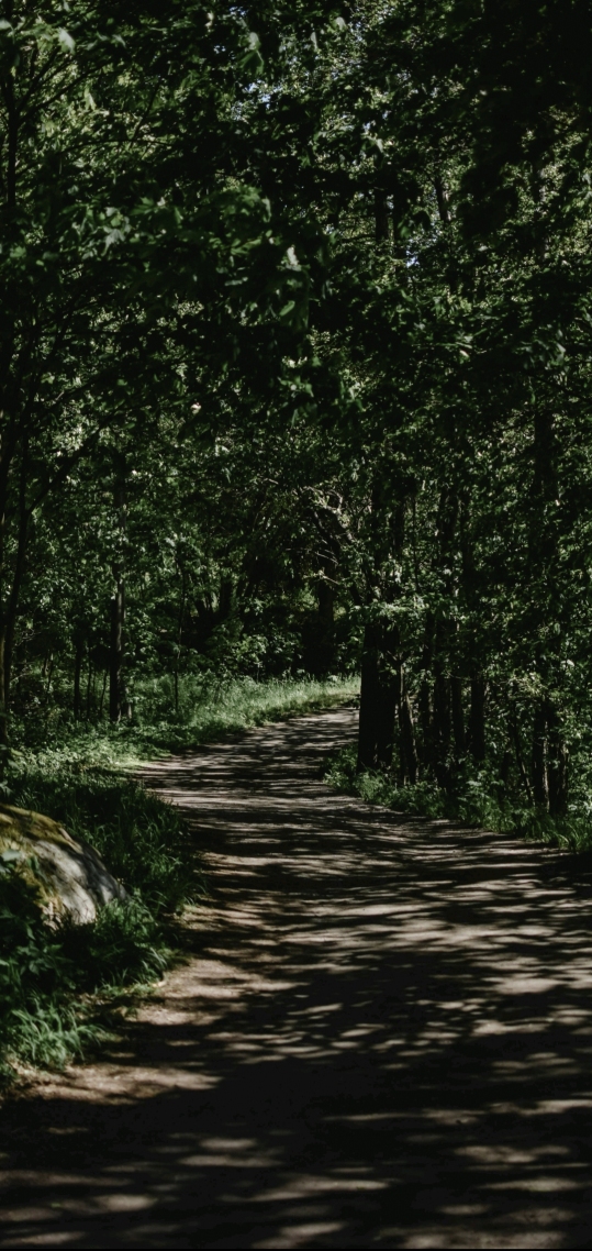路家的路