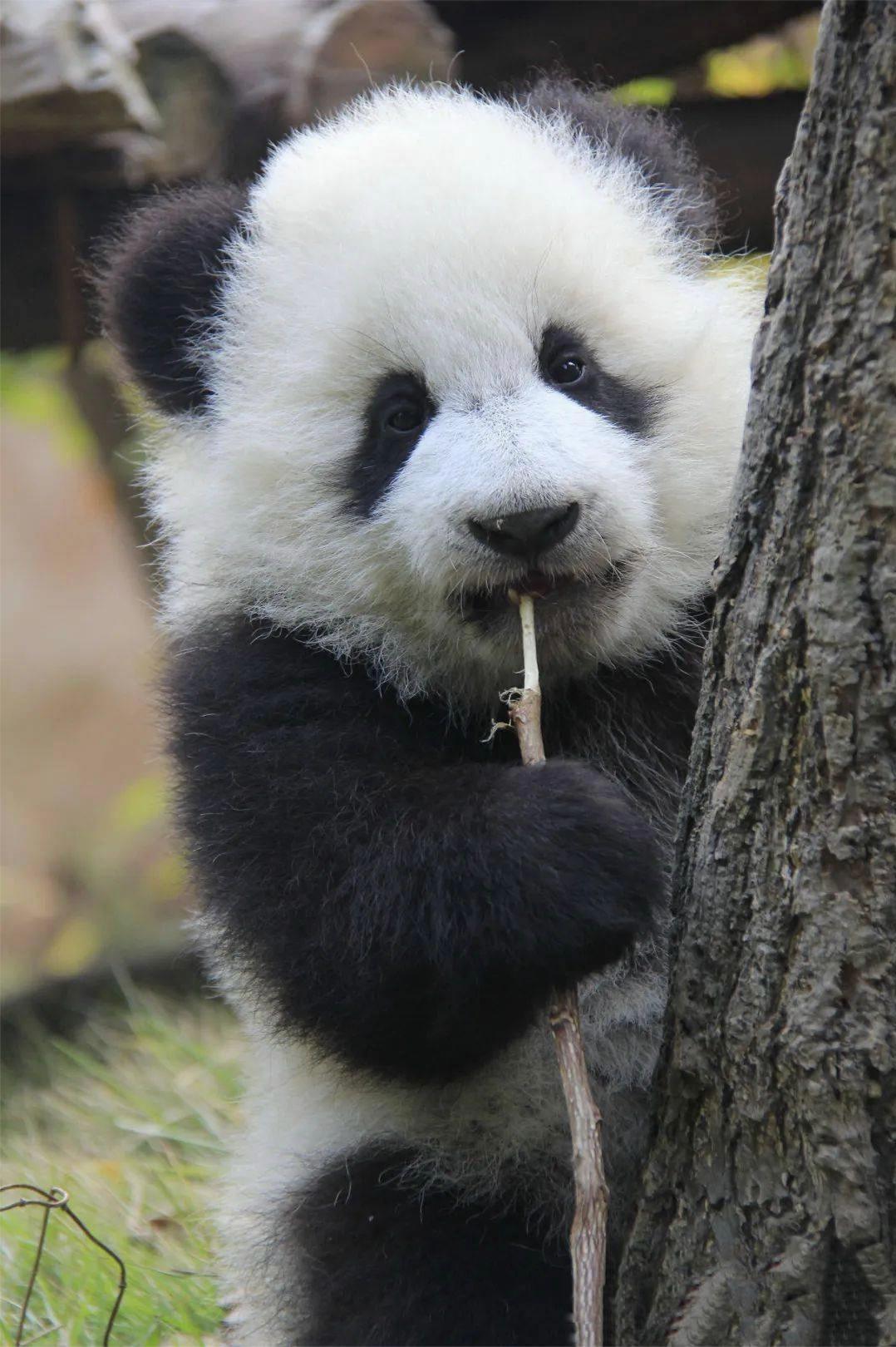 可愛的大熊貓
