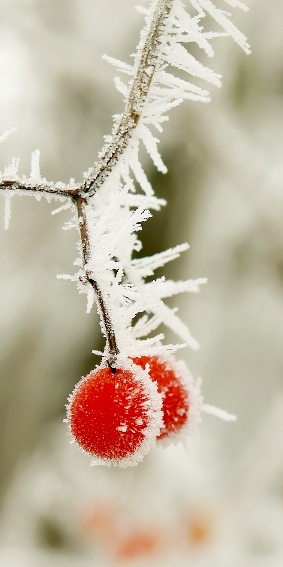 ~皚皚雪中沙棘果 植物微信聊天圖