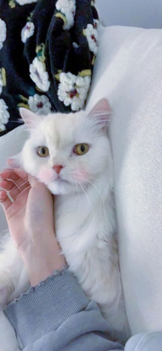 白色小猫