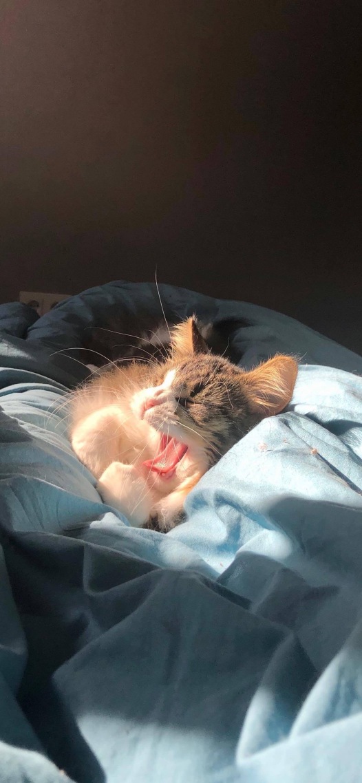 猫咪醒了^_^