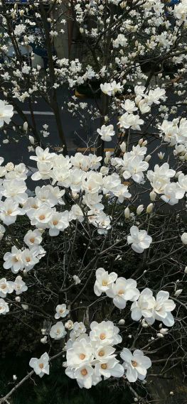 白花