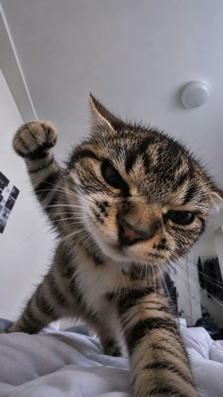 猫 4k