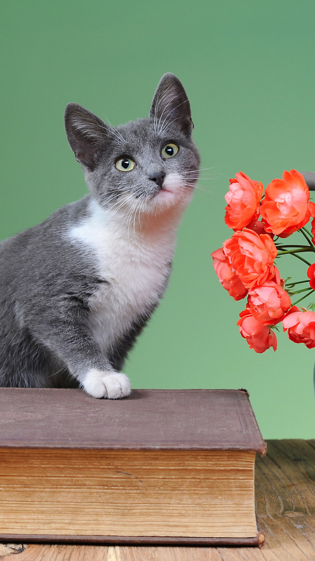 #摆拍的猫咪 可爱 (2)