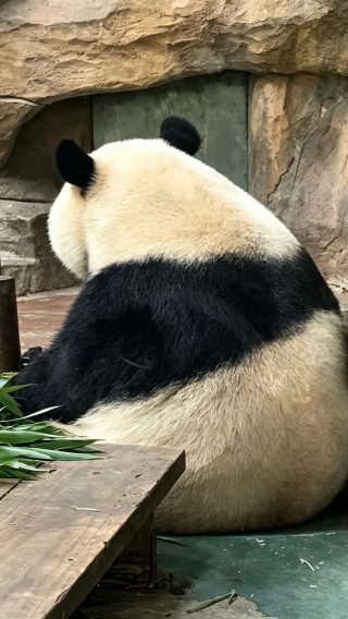 胖嘟嘟大熊猫的治愈背影