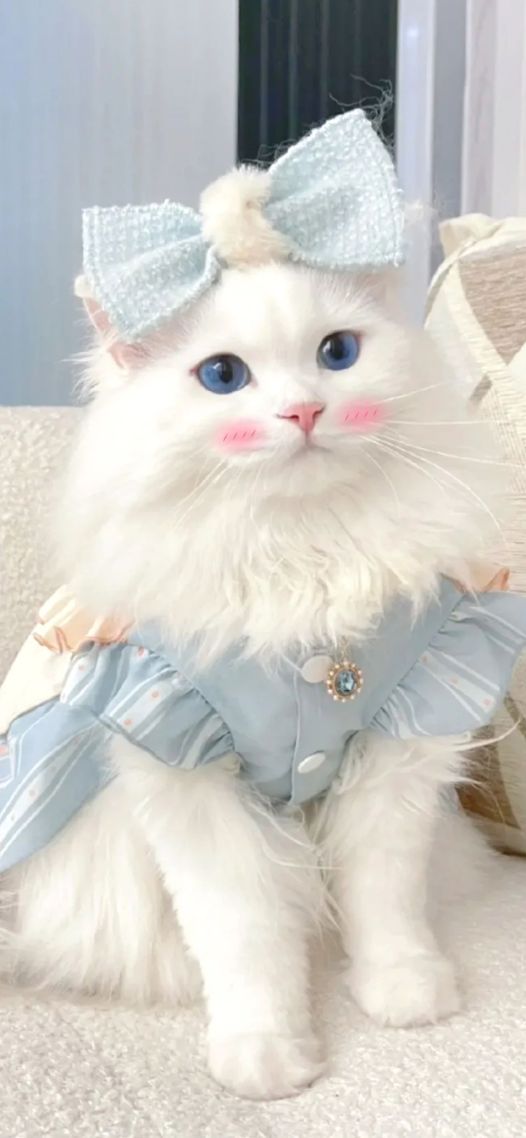 白色小猫