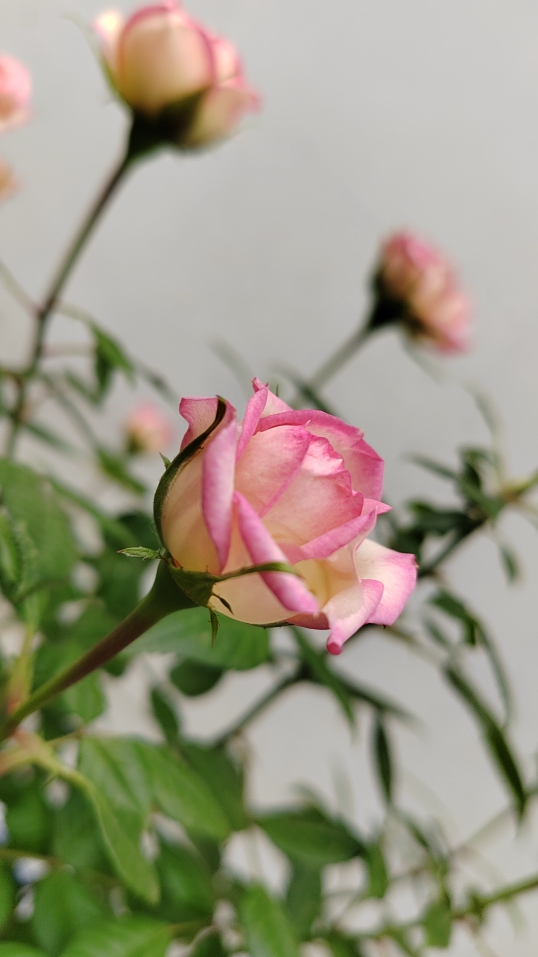 玫瑰花～