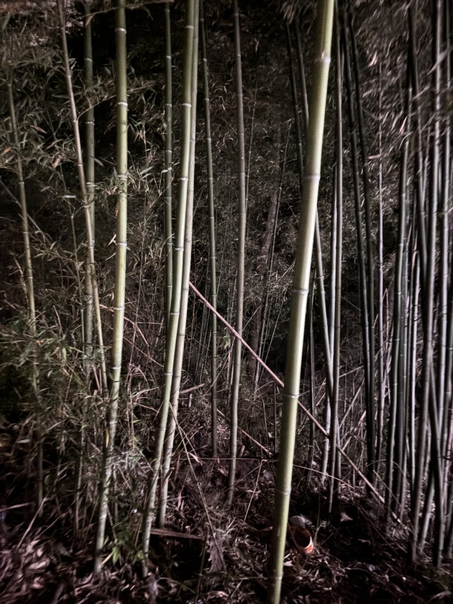 竹林深处