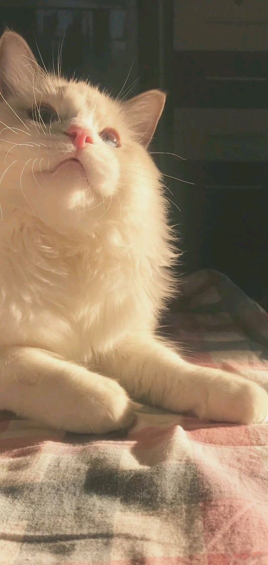 猫猫