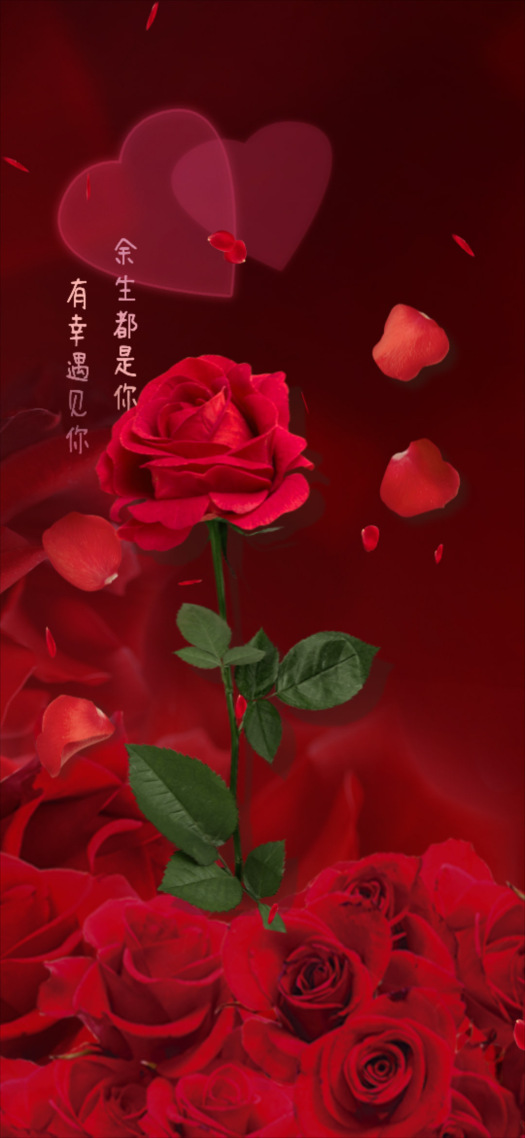 紅色玫瑰