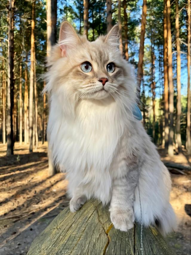 猫猫