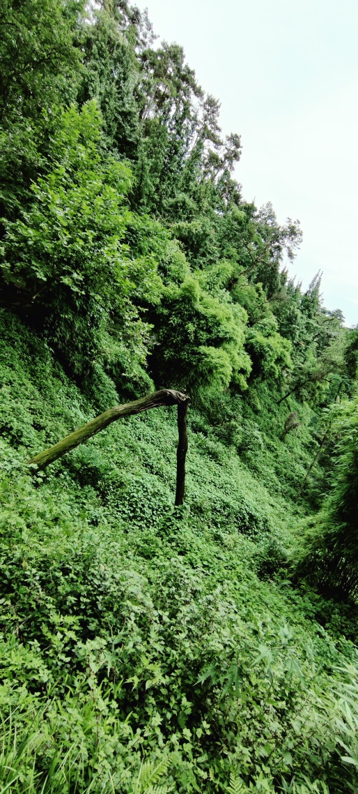 微信主题背景绿茵