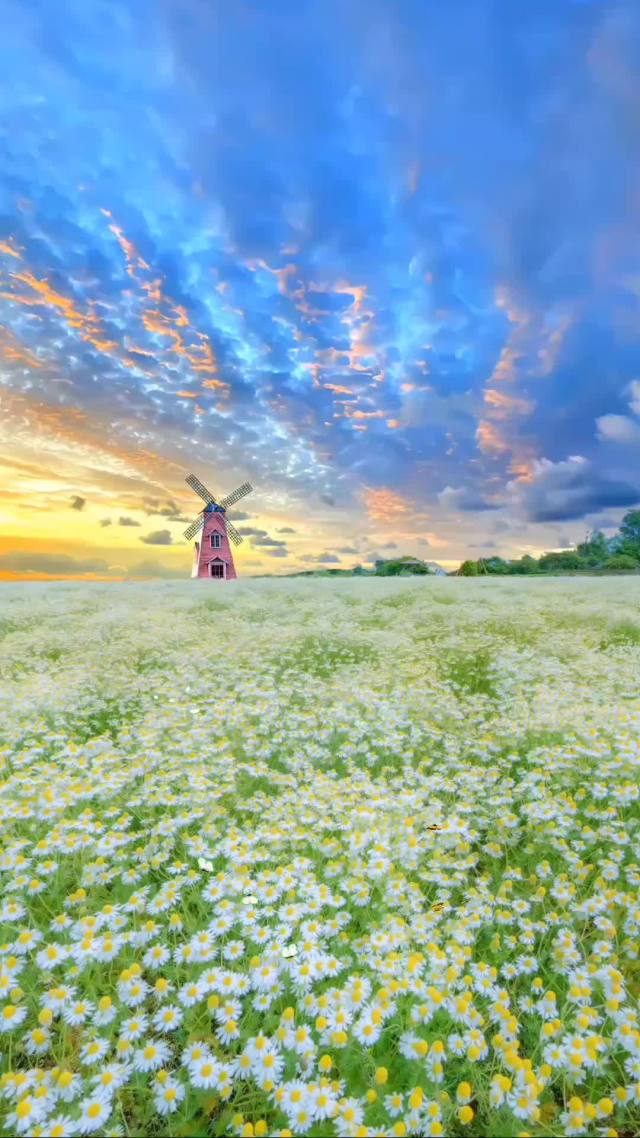 小雏菊花海