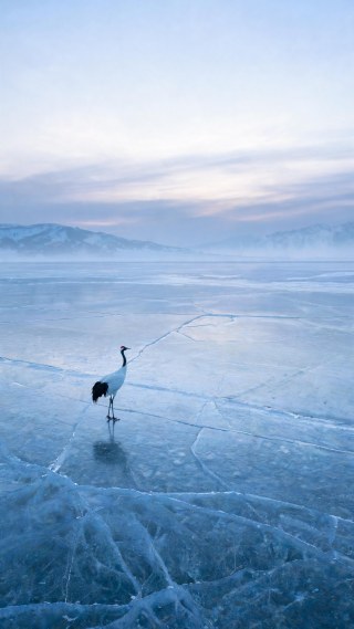 点景·丹顶鹤·冰湖冰