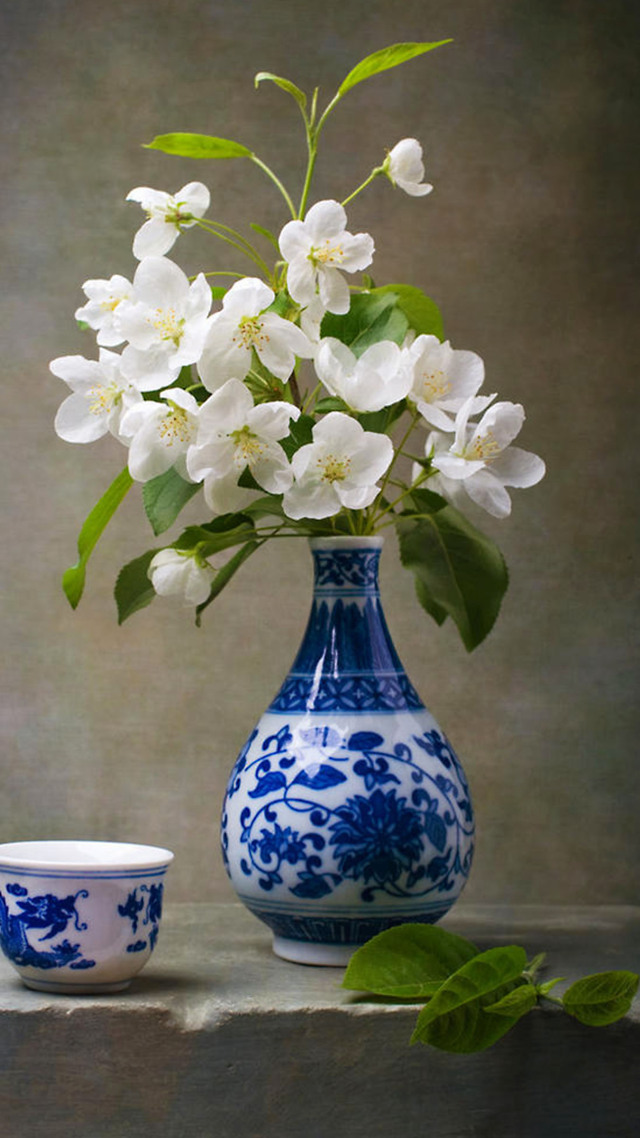 #白色的花 自然 (1)微信壁纸
