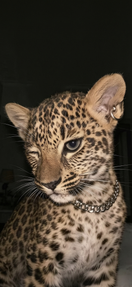 wink豹猫