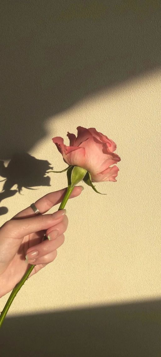 白色的玫瑰