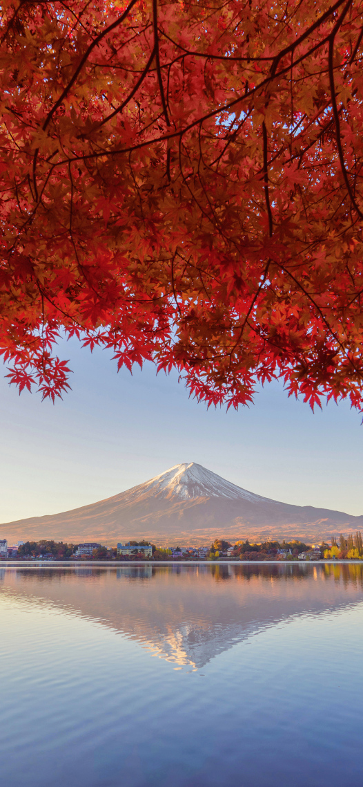 日本富士山和楓葉