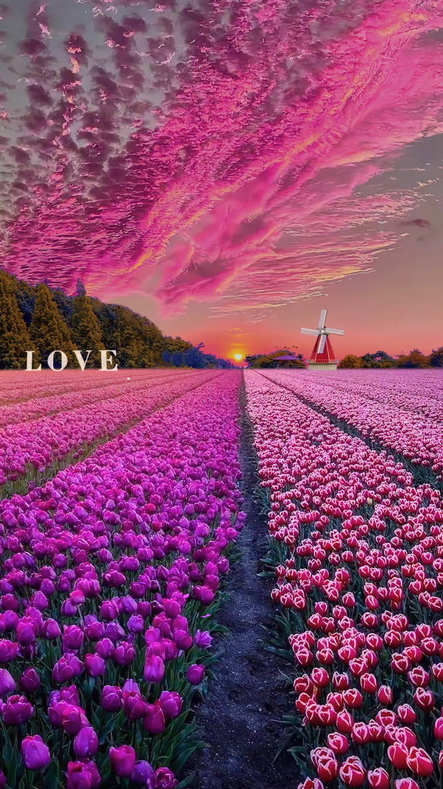 唯美夕陽鬱金香花海