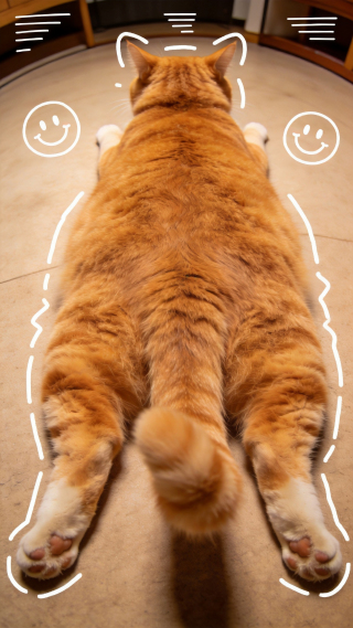 猫条