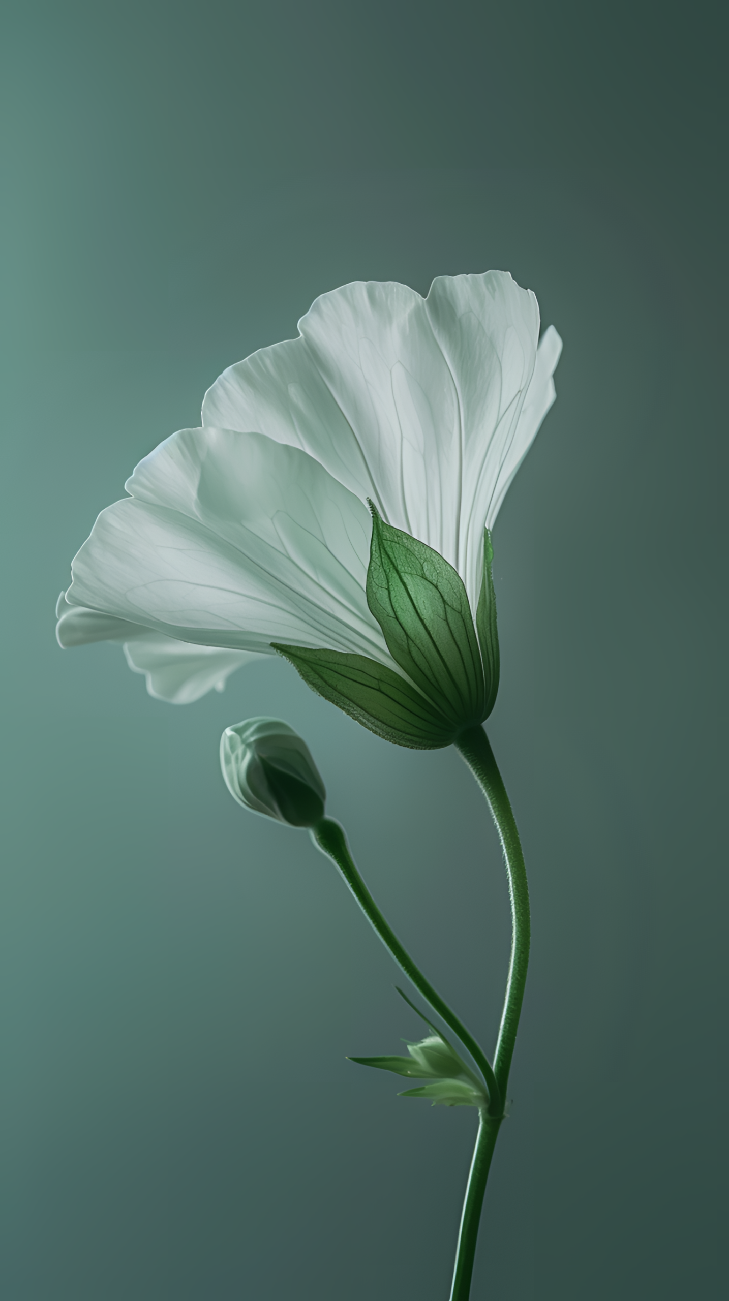 清新護眼小花