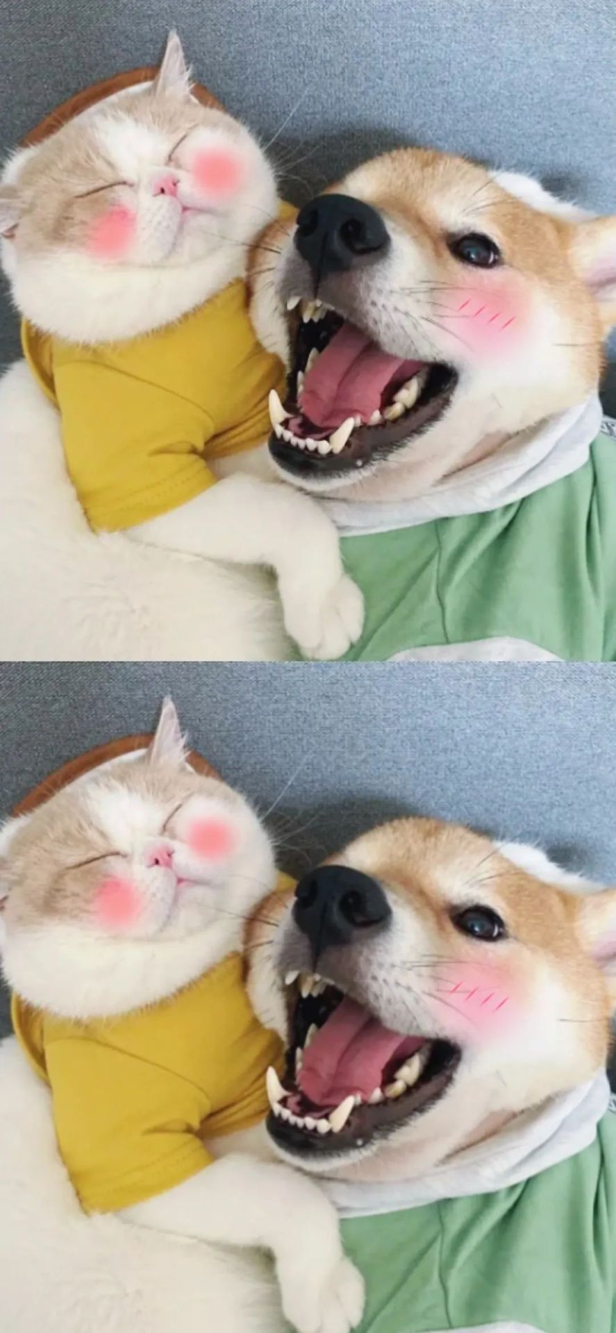 猫和狗