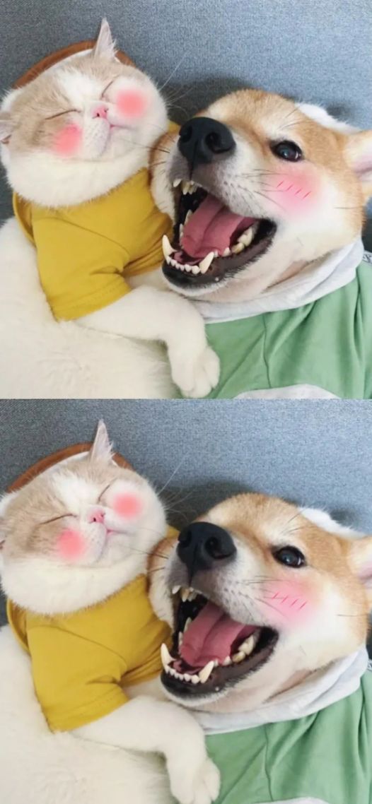 猫和狗