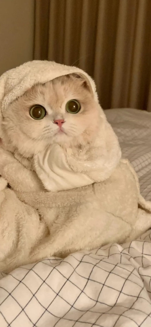 可爱猫咪